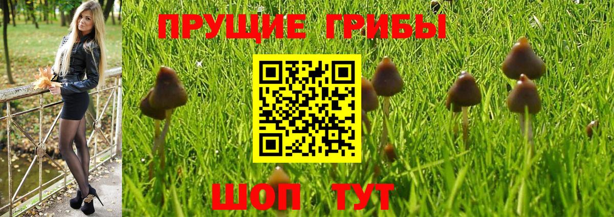 Псилоцибиновые грибы Psilocybine cubensis  Вход с VPN  где купить наркоту  Заводоуковск 
